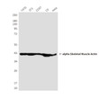 alpha Skeletal Muscle Actin antibody western blot T47D 3T3 COS7 C6 HeLa STJA0032809