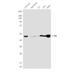 Fumarase 2A3 antibody western blot CHO-K1 rat brain C6 3T3 HeLa STJA0032813