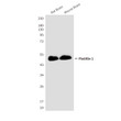 Flotillin 1 antibody western blot mouse rat brain STJA0032814