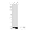 Histone H2B antibody western blot HeLa COS7 STJA0032817