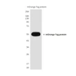 mOrange antibody western blot recombinant protein STJA0032824