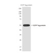 ECFP antibody western blot recombinant protein STJA0032826