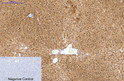 Hydroxyacid Oxidase 1 antibody immunohistochemistry human tonsils STJA0032829
