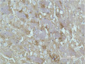 GAP43 antibody immunohistochemistry rat brain tissue STJA0032830