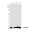 Cytochrome c antibody western blot T47D 3T3 COS7 C6 HeLa STJA0032831
