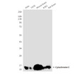 Cytochrome C antibody western blot HeLa T47D K562 mouse rat brain STJA0032831
