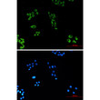 Cytochrome C 7C1 antibody immunocytochemistry HeLa STJA0032831