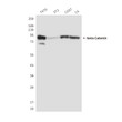 beta-catenin antibody western blot T47D 3T3 COS7 C6 STJA0032832