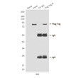 Flag Tag antibody immunoprecipitation 293 cells STJA0032833