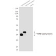 Flag Tag antibody western blot CHO-K1 cells STJA0032833