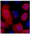 c-Myc Tag antibody immunofluorescence 293 cells STJA0032834