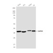 GAPDH antibody western blot T47D 3T3 COS7 C6 STJA0032844