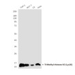 TriMethyl-Histone H3 Lys36 antibody western blot THP-1 MCF-7 C6 HeLa STJA0032853