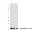 Trimethyl-Histone H3 Lys79 antibody western blot MCF-7 C6 HeLa STJA0032854