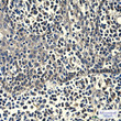 Peroxiredoxin 1/PAG antibody immunohistochemistry human tonsil STJA0032858