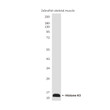 Histone H3 Zebrafish Specific antibody western blot skeletal muscle STJA0032863