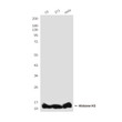 Histone H3 Zebrafish Specific antibody western blot C6 3T3 HeLa STJA0032863