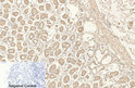 CD4 antibody immunohistochemistry human stomach tissue STJA0032880