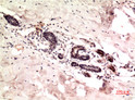 gamma Tubulin antibody immunohistochemistry human tonsils 9B5 STJA0032909