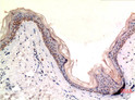 MLKL antibody immunohistochemistry human tonsils STJA0032926