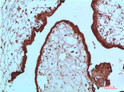 HP1 alpha antibody immunohistochemistry human placenta STJA0032938