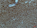PI3 Kinase p85 alpha antibody immunohistochemistry rat liver STJA0032965