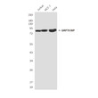 GRP78 BiP antibody western blot Jurkat MCF-7 HeLa STJA0032966