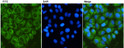 GRP78 BiP antibody immunocytochemistry HeLa cells STJA0032966