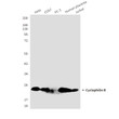 Cyclophilin B antibody western blot HeLa COS7 PC-3 placenta Jurkat STJA0032973