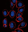 CD44 antibody immunofluorescence HeLa cells STJA0033002