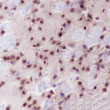 NeuN antibody immunohistochemistry mouse brain STJA0033053
