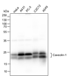 Caveolin-1 antibody western blot HeLa A431 PC-3 C2C12 A549 STJA0033066