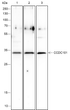 CCDC101 antibody western blot HepG2 EL4IL-2 BRL STJA0033132