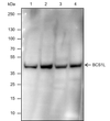 BCS1L antibody western blot HeLa HEK-293 mouse rat STJA0033142