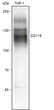 CD115 antibody western blot THP-1 cells STJA0033146