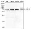 CD33 antibody western blot Raji Daudi Ramos THP-1 STJA0033147