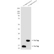 Trxtag antibody western blot bacterial lysates STJA0033176