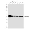 beta actin antibody western blot C6 3T3 COS7 CHO-K1 K562 goat STJA0033178