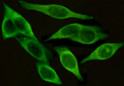 CD54 ICAM1 antibody immunocytochemistry SW480 STJA0033191