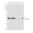 SIRT6 antibody western blot Jurkat MCF-7 HCT116 K562 STJA0033193