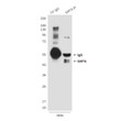SIRT6 antibody immunoprecipitation HeLa lysates STJA0033193