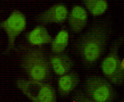 DNA-PKcs antibody immunocytochemistry HeLa cells 8D3 STJA0033202