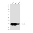 UCHL1 PGP95 antibody western blot U251 Raji IMR32 STJA0033207