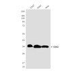 CDX2 antibody western blot HeLa COS7 K562 STJA0033208