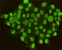 CDX2 antibody immunocytochemistry HeLa cells 4F12 STJA0033208
