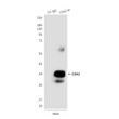CDX2 antibody immunoprecipitation HeLa lysates 4F12 STJA0033208