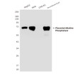 Placental Alkaline Phosphatase antibody western blot HepG2 HeLa CHO-K1 STJA0033209