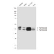 DR5 antibody western blot SW480 K562 HCT116 HeLa STJA0033210