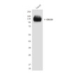 CD133 antibody western blot CaCo2 lysates STJA0033217