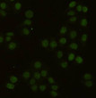 PCNA antibody immunocytochemistry HeLa cells STJA0033218
